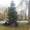 Aufstellung Weihnachtsbäume 2018